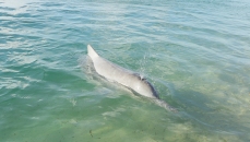 i delfini ad Amity (foto: Anna Luciani)