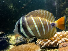 pesce appartenente alla famiglia Butterfly fish. Si riconoscono dalle strisce di colore che coinvolgono anche gli occhi. Aquasearch Aquarium (foto: Anna Luciani)