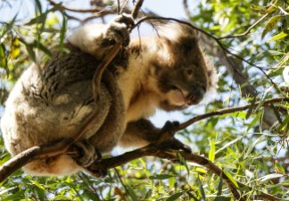 Koala in libertà a Kangaroo Island (foto: Anna Luciani)