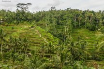 Tegalalang Rice Terrace (foto: Anna Luciani)