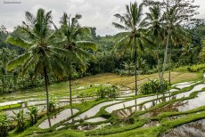 Jatiluwih Rice Terrace (foto: Anna Luciani)
