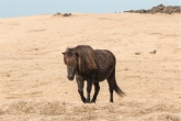 cavallo islandese: NON è un Pony (foto: Anna Luciani)